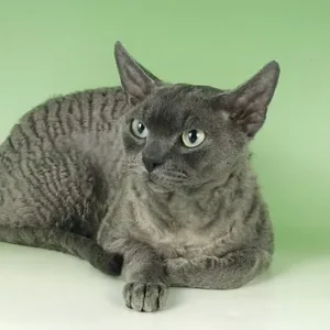 Gountiful Gollum